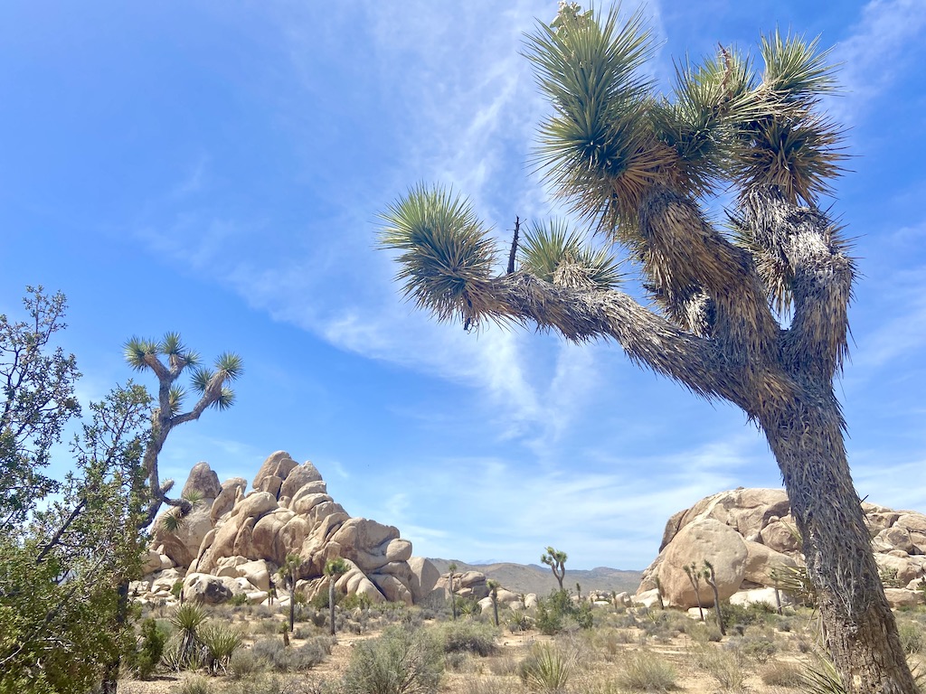 A Joshua Tree is found in one of the warmest places in California