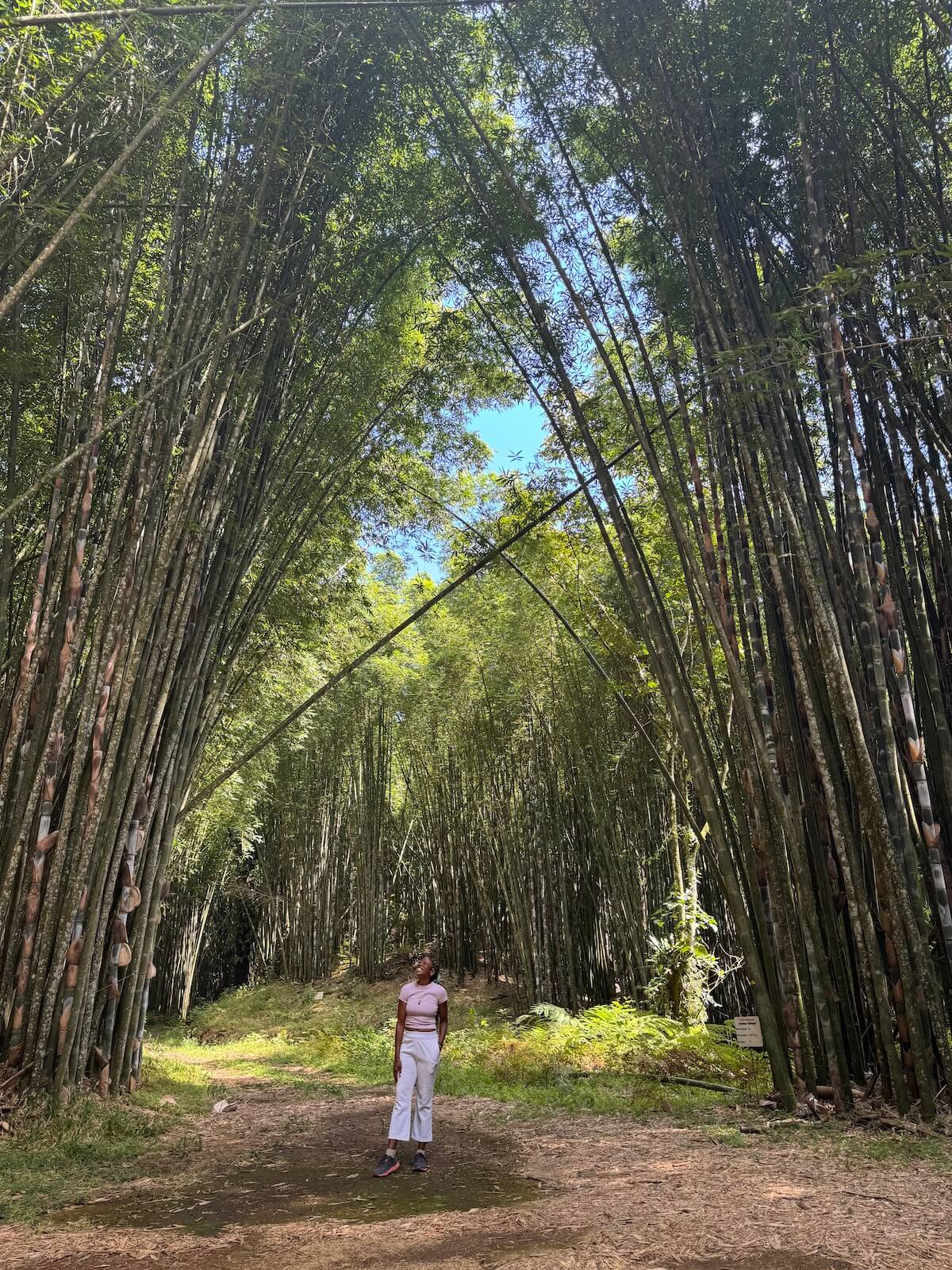 Visiting the impressive bamboo forest is a must if you love hiking and the outdoors.