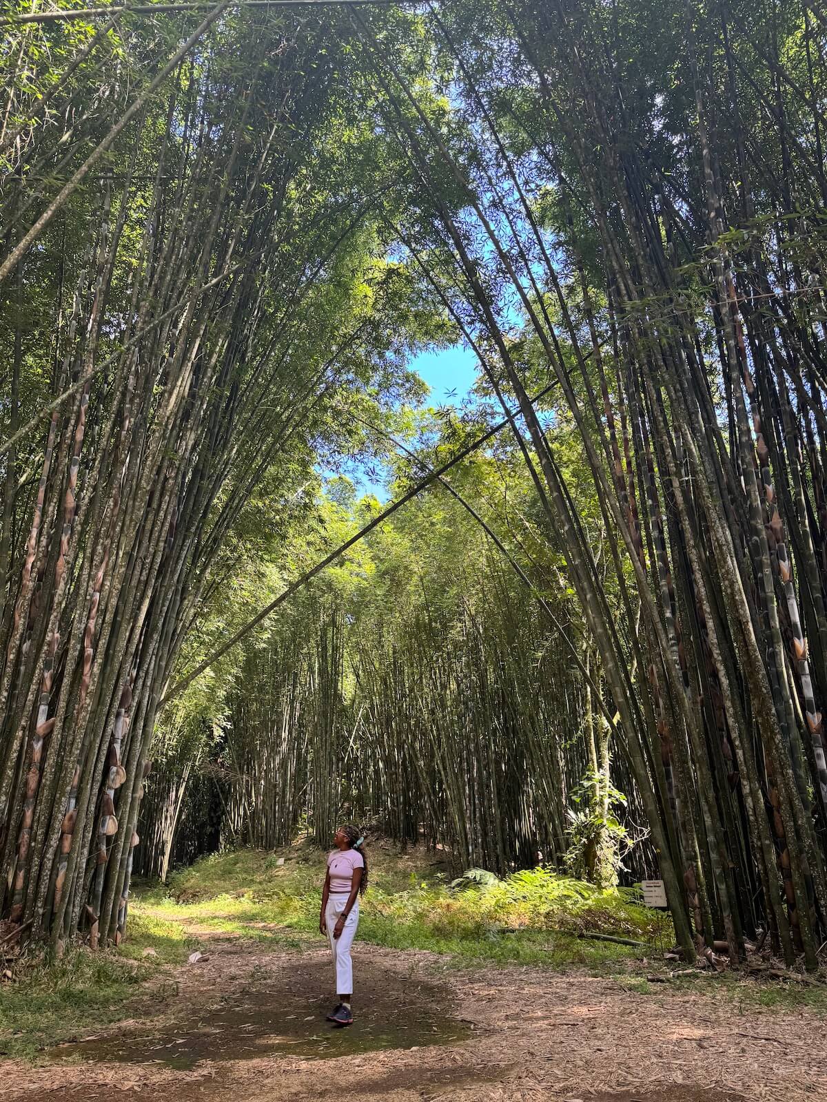 Visiting the bamboo forest is one of the top things to do in Puebla, Mexico.